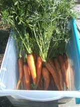 just-picked carrots
